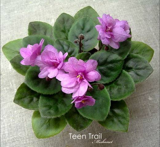 TeenTrail6