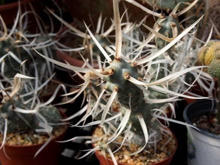 Tephrocactus88