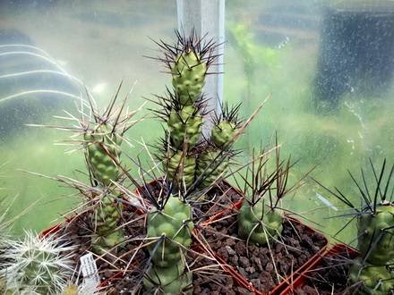 TephrocactusAoracanthus2