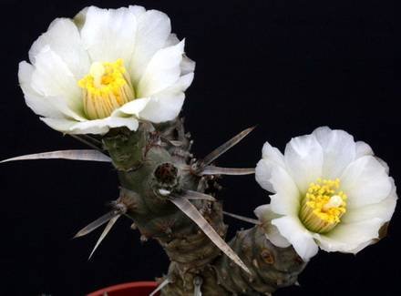 TephrocactusArticulatus