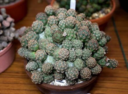 TephrocactusBonniae