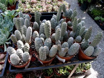 TephrocactusDiadematus
