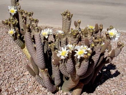TephrocactusInermis