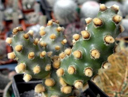 TephrocactusMolinensis