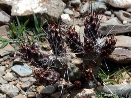 TephrocactusNigrispinus