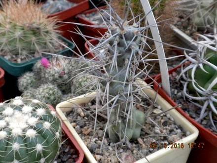 TephrocactusPolyacanthus