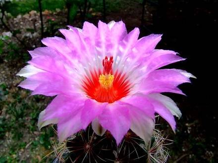 Thelocactus1