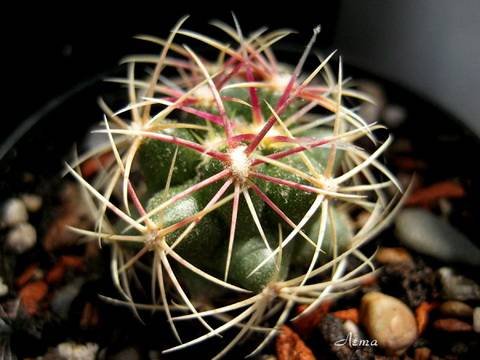 Thelocactus10