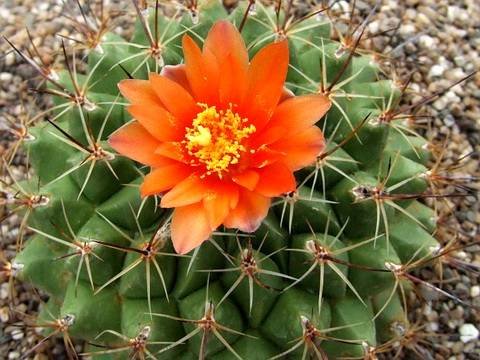 Thelocactus12