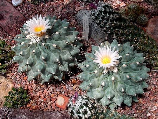 Thelocactus13