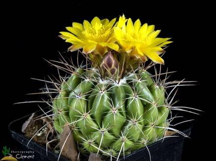Thelocactus2