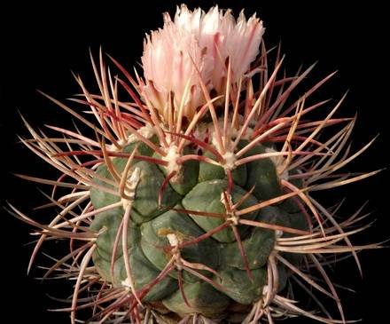 Thelocactus3