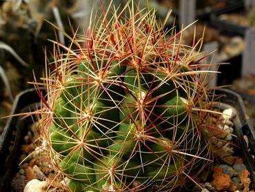 Thelocactus31