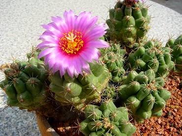 Thelocactus32