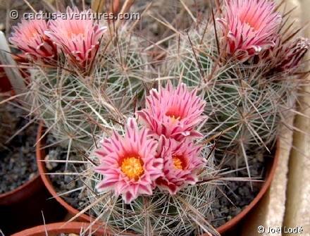 Thelocactus5