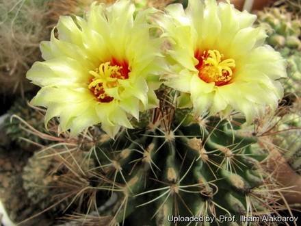 Thelocactus6