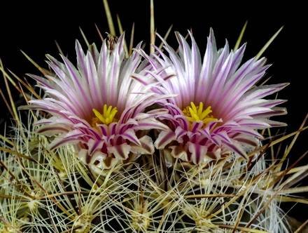 Thelocactus8