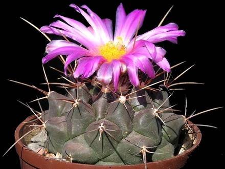 ThelocactusBueckii