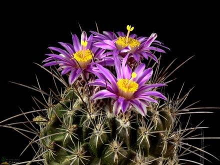 ThelocactusConothelos