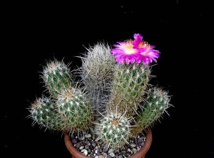 ThelocactusHastifer