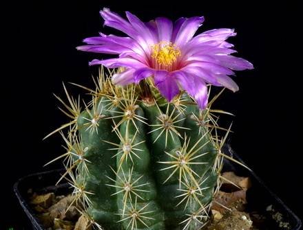 ThelocactusLeucacanthus