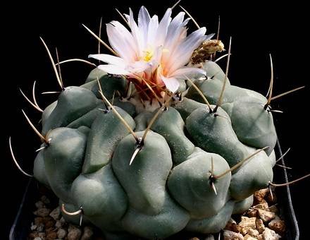 ThelocactusRinconensis