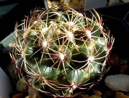 ThelocactusSchwarzii