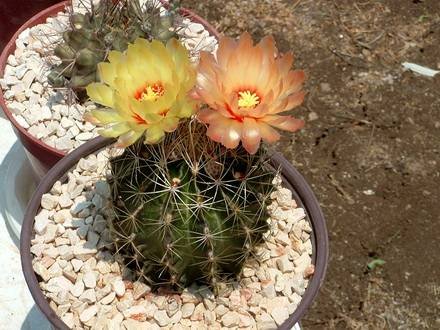 ThelocactusSetispinus