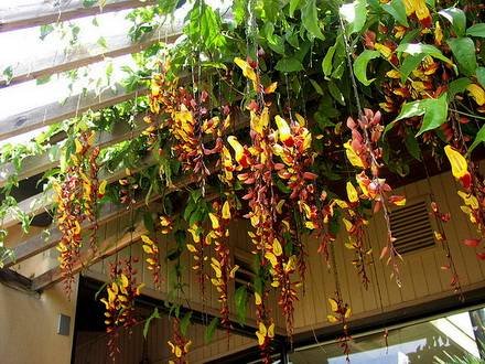 Thunbergia10