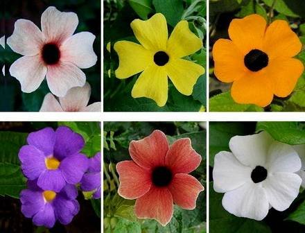 Thunbergia11