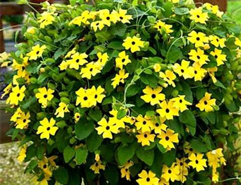 Thunbergia13