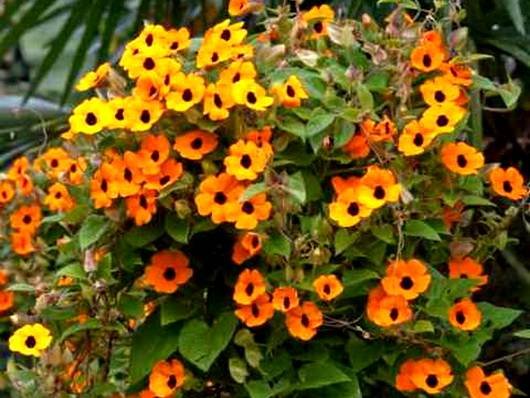 Thunbergia14