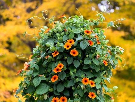 Thunbergia16
