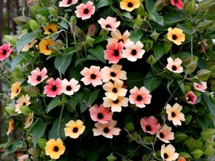 Thunbergia2