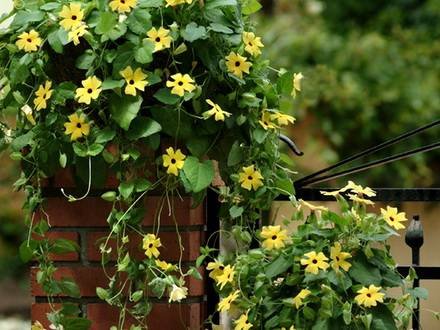 Thunbergia33