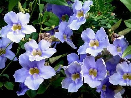 ThunbergiaGrandiflora