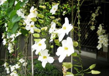 ThunbergiaGrandifloraWhite