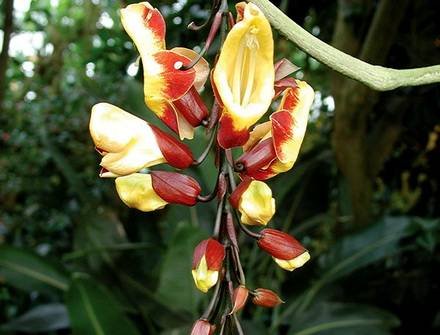 ThunbergiaMysorensis