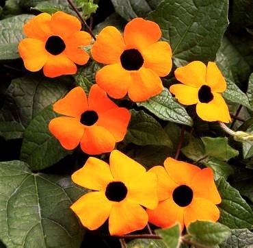 ThunbergiaOrangeBeauty