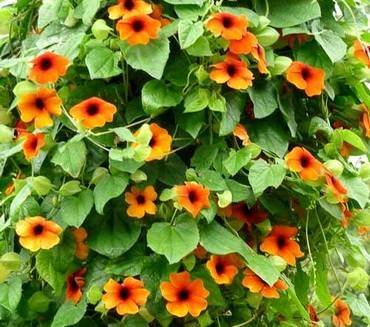 ThunbergiaSussiOrange