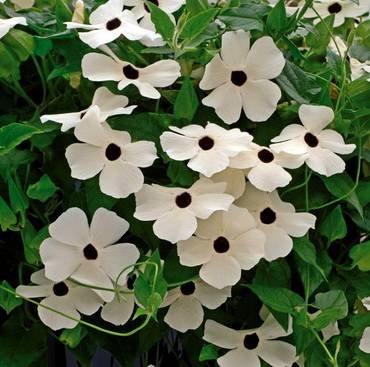 ThunbergiaSuziWhite