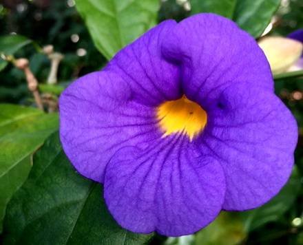 ThunbergiaVogeliana