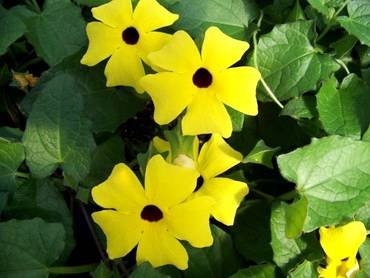 ThunbergiaYellow