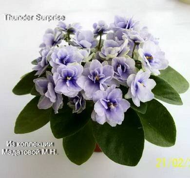 ThunderSurprise3