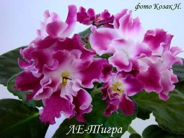 Тигра3