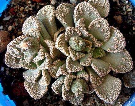 Titanopsis1