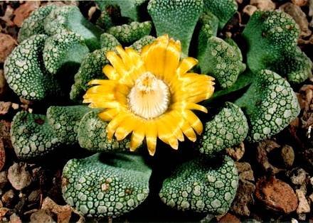 Titanopsis2