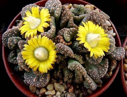 TitanopsisCalcarea1