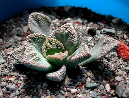 TitanopsisCalcarea4