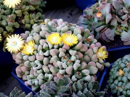 TitanopsisPrimosii